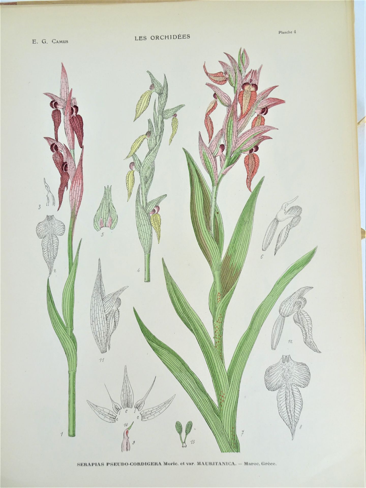 |Orchidaceae| E. G. Camus, "Iconographie des Orchidées d'Europe et du Bassin Méditerranéen", - Image 6 of 14