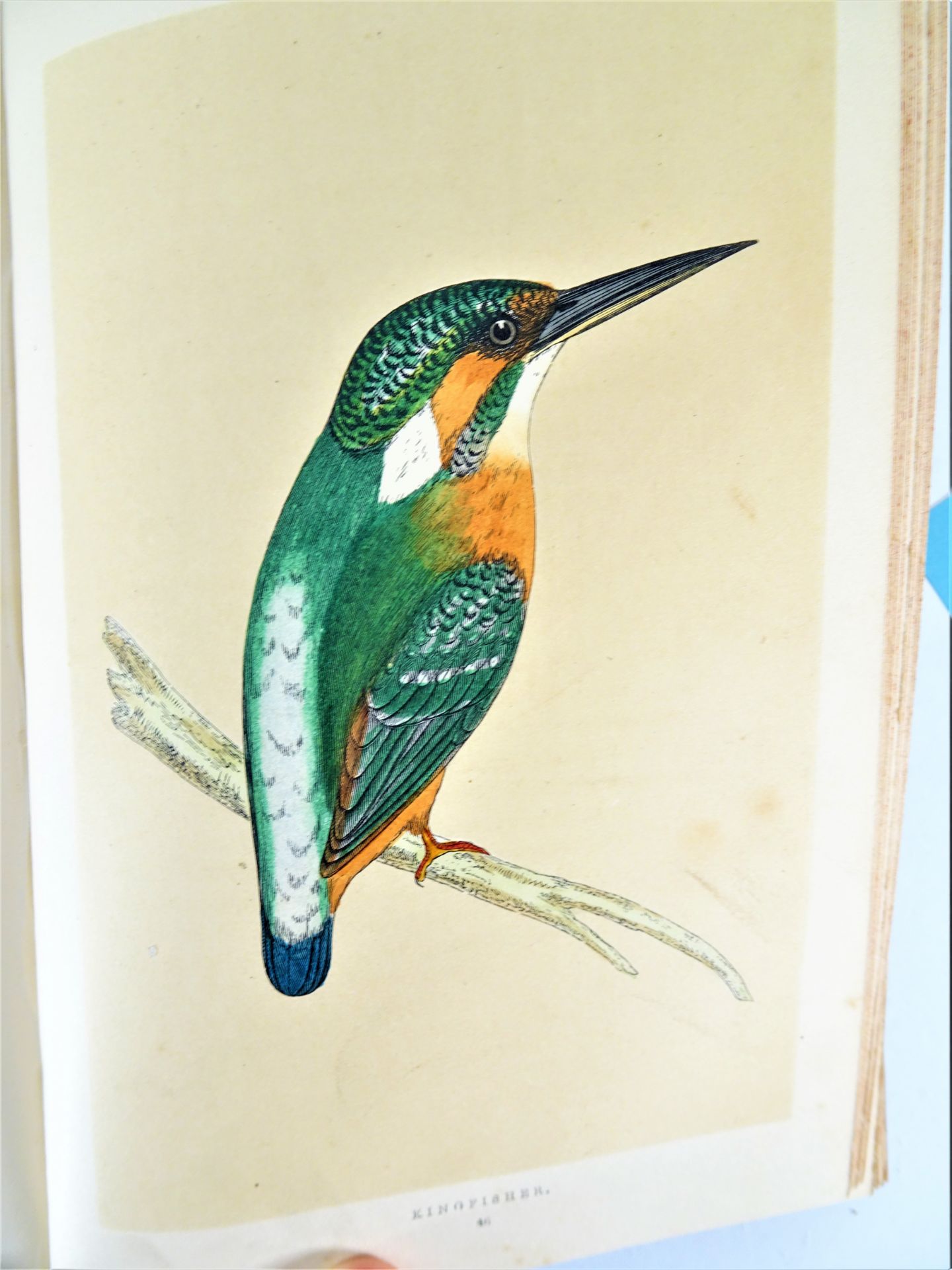 |Birds| Morris F.O., "A history of British birds", 1851-1857, first edition. London, Groombridge& - Image 10 of 12