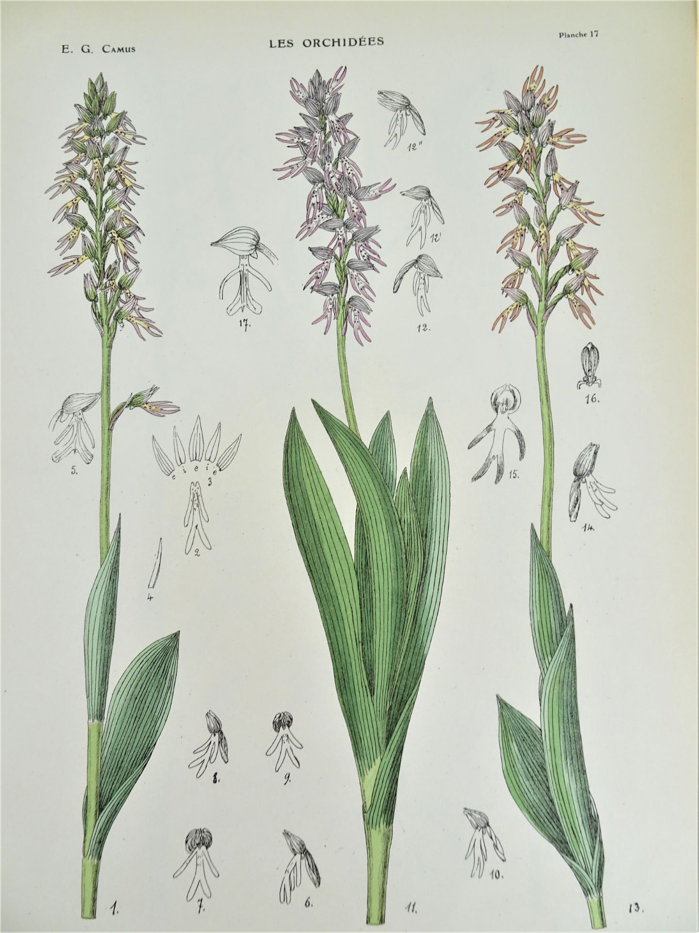 |Orchidaceae| E. G. Camus, "Iconographie des Orchidées d'Europe et du Bassin Méditerranéen", - Image 7 of 14