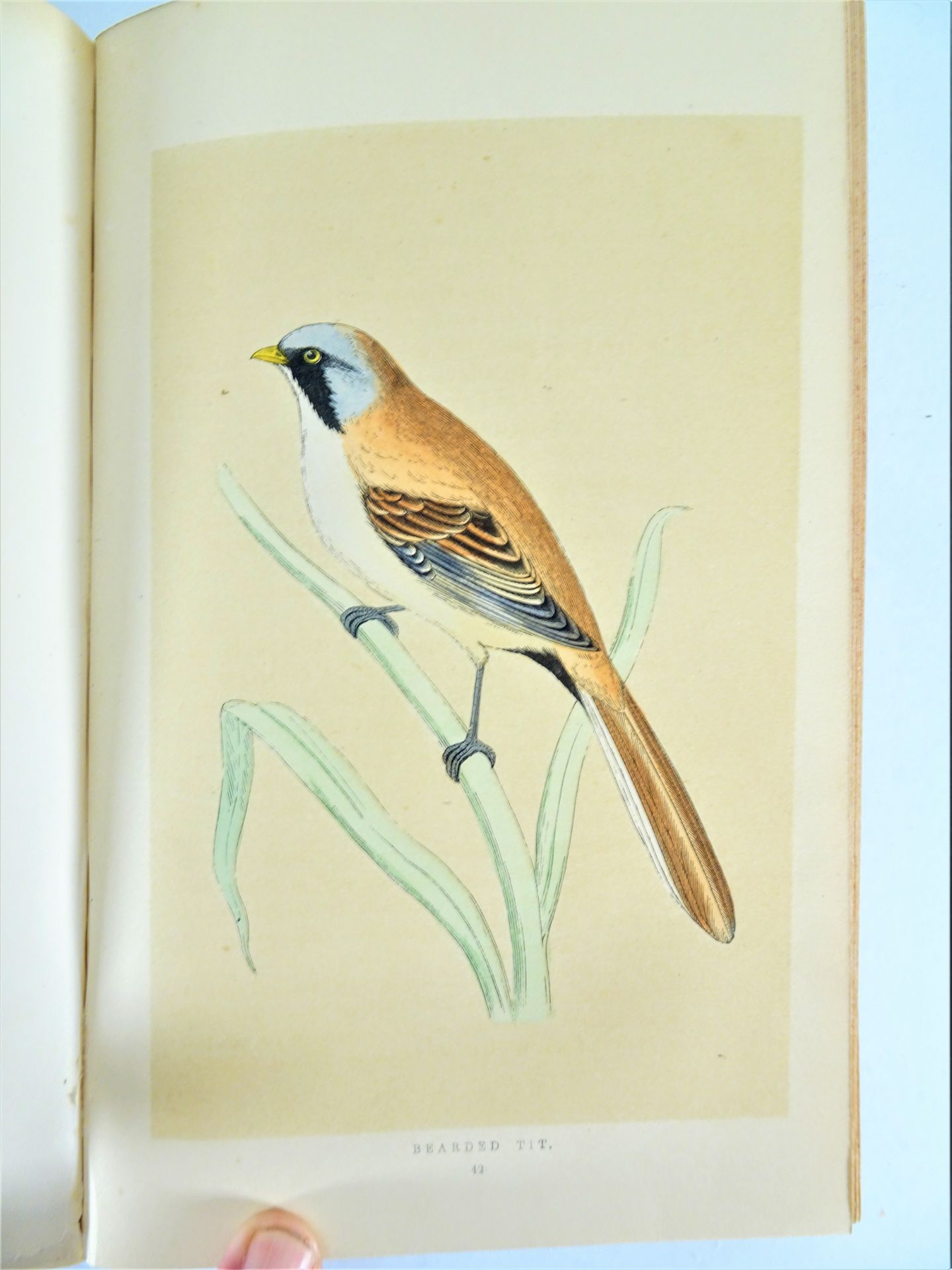 |Birds| Morris F.O., "A history of British birds", 1851-1857, first edition. London, Groombridge& - Image 7 of 12
