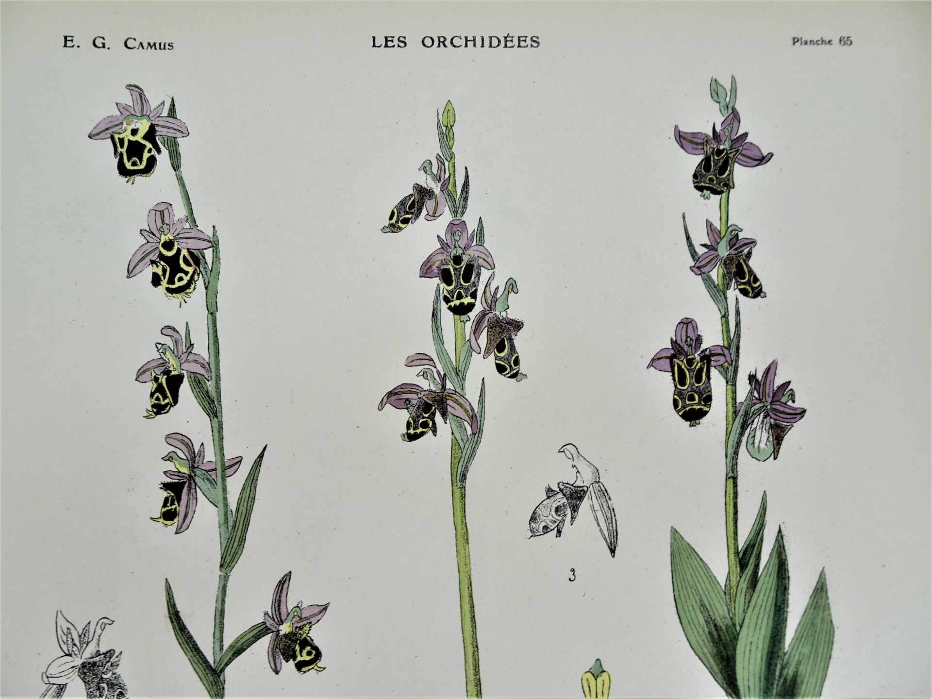 |Orchidaceae| E. G. Camus, "Iconographie des Orchidées d'Europe et du Bassin Méditerranéen", - Image 10 of 14