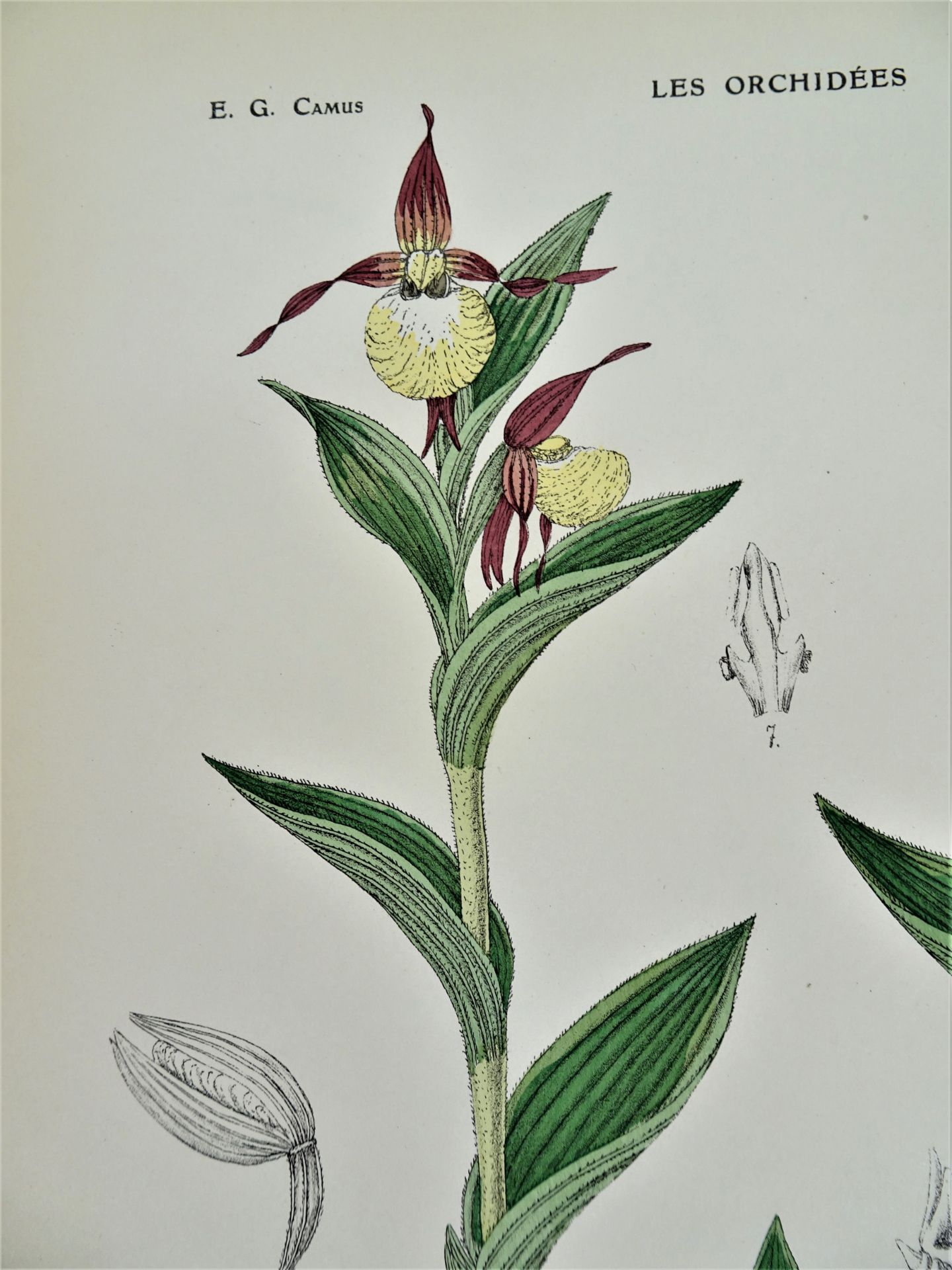 |Orchidaceae| E. G. Camus, "Iconographie des Orchidées d'Europe et du Bassin Méditerranéen", - Image 13 of 14