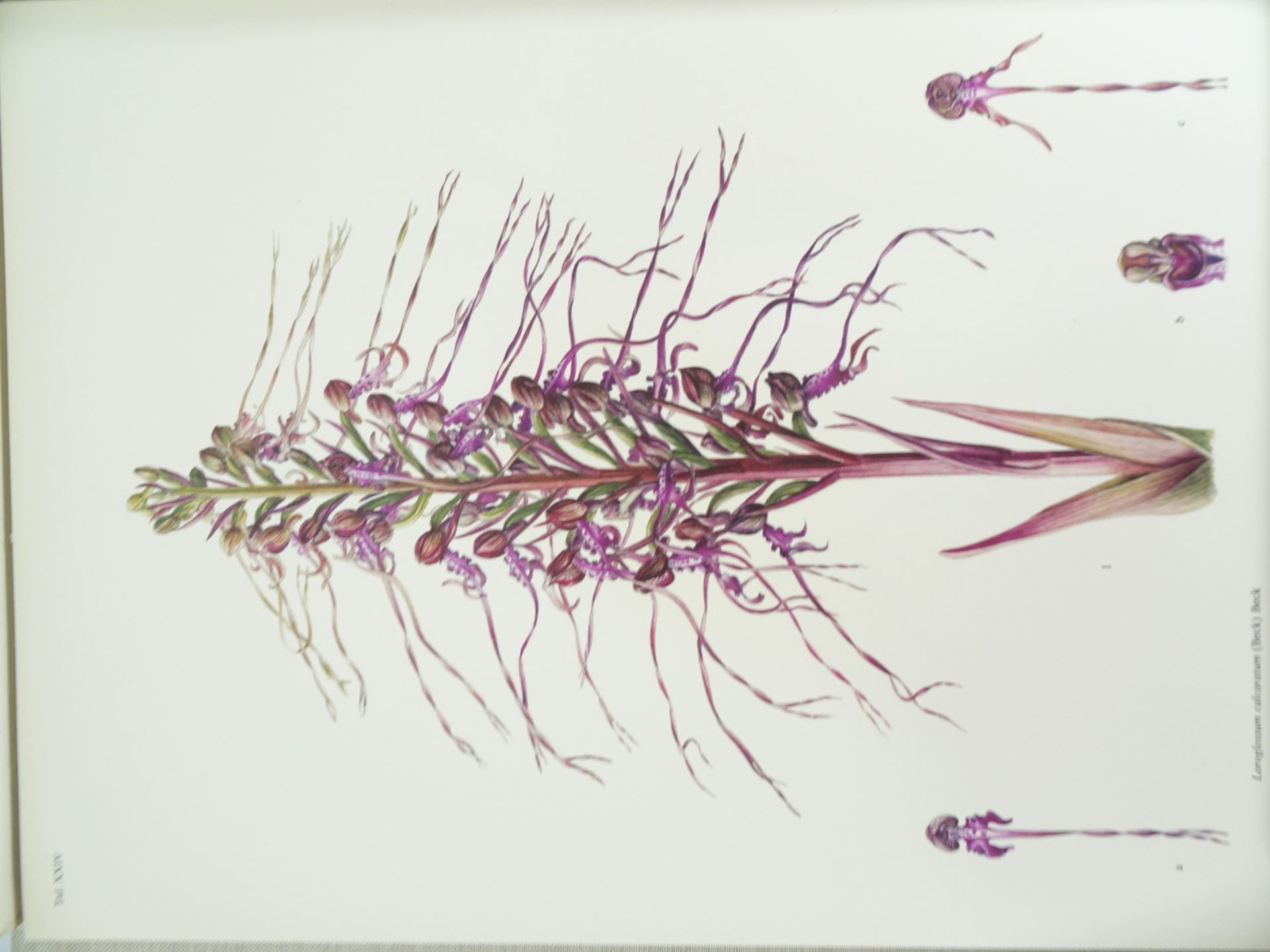 |Orchidaceae| Erch Nelson, "Monographie une Ikonographie der Orchidaceen - Gattungen Serapias, - Image 8 of 12