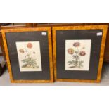 Pair of reproduction botanical prints in glazed maple frames. (2) (B.P. 21% + VAT)