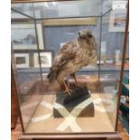 Taxidermy cased specimen Common Buzzard (Buteo Buteo)on wooden plinth within five glass display