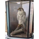 Taxidermy-Roland Ward, a cased specimen peregrine falcon (Falco Peregrines) perched upon a rocky