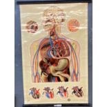 Educational anatomical wall hanging after J Teck, marked for St John Ambulance Association,