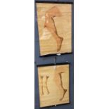 Two anatomical wall hangings marked John Ruddiman Johnston & Co of London depicting leg