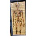 Ruddiman, Johnston & Co of London an anatomical wall hanging depicting the skeletal frame. (B.P. 21%