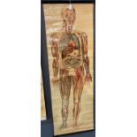 An anatomical wall hanging depicting organs, blood supply and muscle structure of the body,