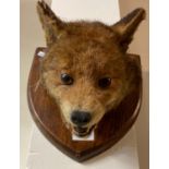 Taxidermy-fox mask on oak shield shaped plaque. (B.P. 21% + VAT)