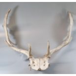 Pair of antlers horns with skull. (B.P. 21% + VAT)