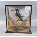 Taxidermy-cased specimen King Fisher bearing label ' Gloucester and Cheltenham Ornithological