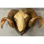 Taxidermy, unusual British colonial rams head with magnificent double twist horns, mounted on a