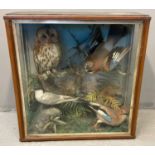 Taxidermy, cased specimen group of British birds, to include: Tawny Owl, two Jays and a little Tern,