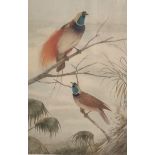Neville Henry Peniston Cayley (Australian 1853-1903), a pair of Birds of Paradise perching above