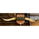 Vintage longhorn steer horn mounted on a shield shaped wooden plaque. (B.P. 21% + VAT)