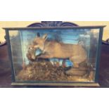 Taxidermy; cased specimen juvenile Fox with English partridge amongst foliage. (B.P. 21% + VAT)