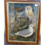 Taxidermy - cased collection of British birds, to include: Thrush, Barn Owl, Green Woodpecker and