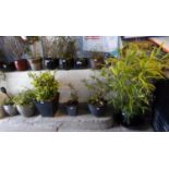 Collection of fourteen garden planters; ceramic and plastic, all with various plants including: