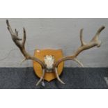 Red deer five point pair of antlers on oak shield shaped plaque. (B.P. 21% + VAT)