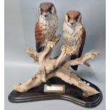 'Kestrel's Rest', a limited edition sculpture, by Pendragon No. 2/450. (B.P. 21% + VAT)