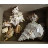 Box of shells to include: conch shells etc. (B.P. 21% + VAT)