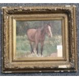 British School (19th century), study of a bay mare, unsigned. Oils on canvas. 23x27cm approx.