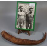 Traditional Penis Gourd from Papua Guinea, possibly worn by the Dania Tribe in New Guinea to also