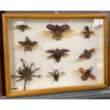 Cased display of specimen beetles and a tarantula. 27 x 37cm approx. (B.P. 21% + VAT)