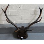 Pair of antlers/horns on wooded shield shaped plaque. (B.P. 21% + VAT)