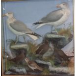 Cased group of specimen sea birds and waders, to include: Herring Gulls, Moorhen, Water Rail and