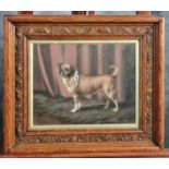 British (Early 20th century), study of a pug dog with ribbon around its neck, signed. Oils on