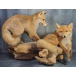 Large taxidermy group of two fox cubs playing on a fallen branch. Overall 66 high x 100 wide approx.