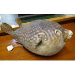 Taxidermy - Specimen study of a Puffer Fish. (B.P. 21% + VAT)