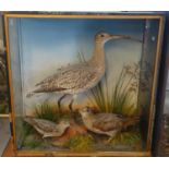 Taxidermy - cased specimen Curlew with Woodcock and Snipe, amongst rockwork and foliage. The case