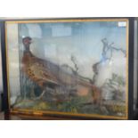 Taxidermy - cased specimen Cock Pheasant amongst foliage with rock work. Case 76cm wide approx. (B.