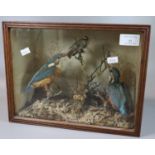 Taxidermy - cased specimen studies of two Kingfishers and a Goldcrest amongst foliage. 31 x 24cm