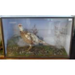 Taxidermy - cased specimen Melanistic Pheasant amongst foliage on rockwork. Case 92cm wide