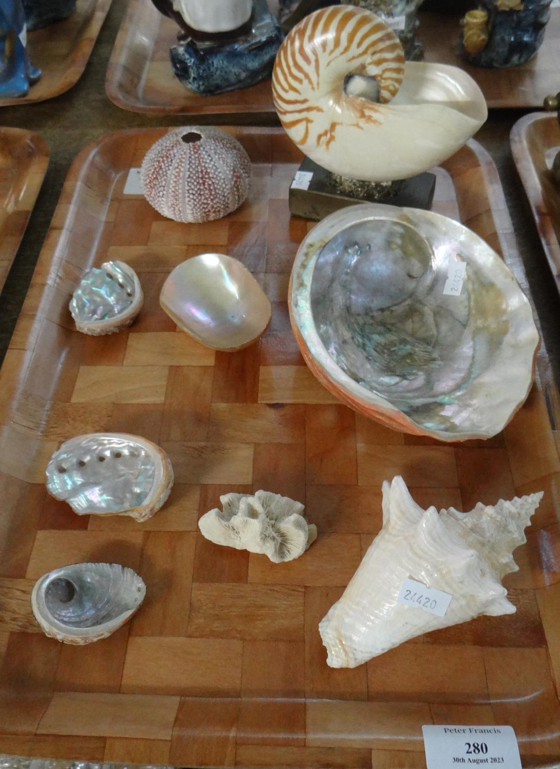 Tray of shells, to include: a mounted Nautilus shell, Abalone shells, sea urchin, conch shell
