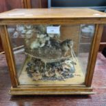 Taxidermy - cased specimen study of a woodcock amongst leaves and foliage. (B.P. 21% + VAT)