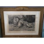 After Atkinson, study of a family of lions, signed in pencil by the artist, uncoloured engraving