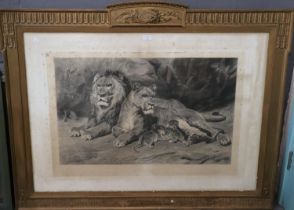 After Atkinson, study of a family of lions, signed in pencil by the artist, uncoloured engraving