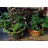 Three ceramic garden pots containing plants. (B.P. 21% + VAT)