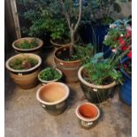 Eight ceramic garden pots containing various plants and shrubs. (8) (B.P. 21% + VAT)
