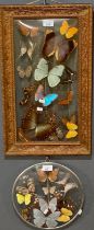 Two framed and mounted groups of multi coloured butterflies, circular and rectangular. 47x24cm and