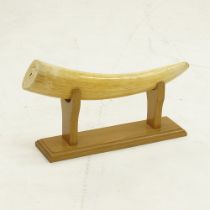 An elephant ivory tusk