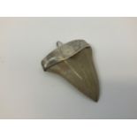 Megalodon Tooth in White Metal Mount