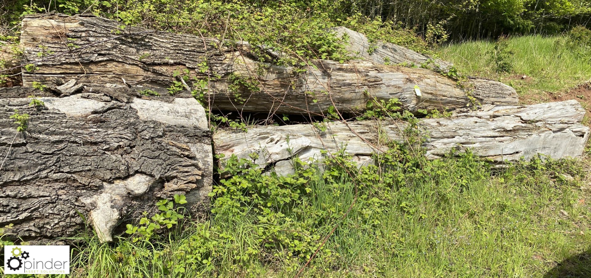 Approx 10 various Logs, comprising yew, oak, etc - Image 5 of 7