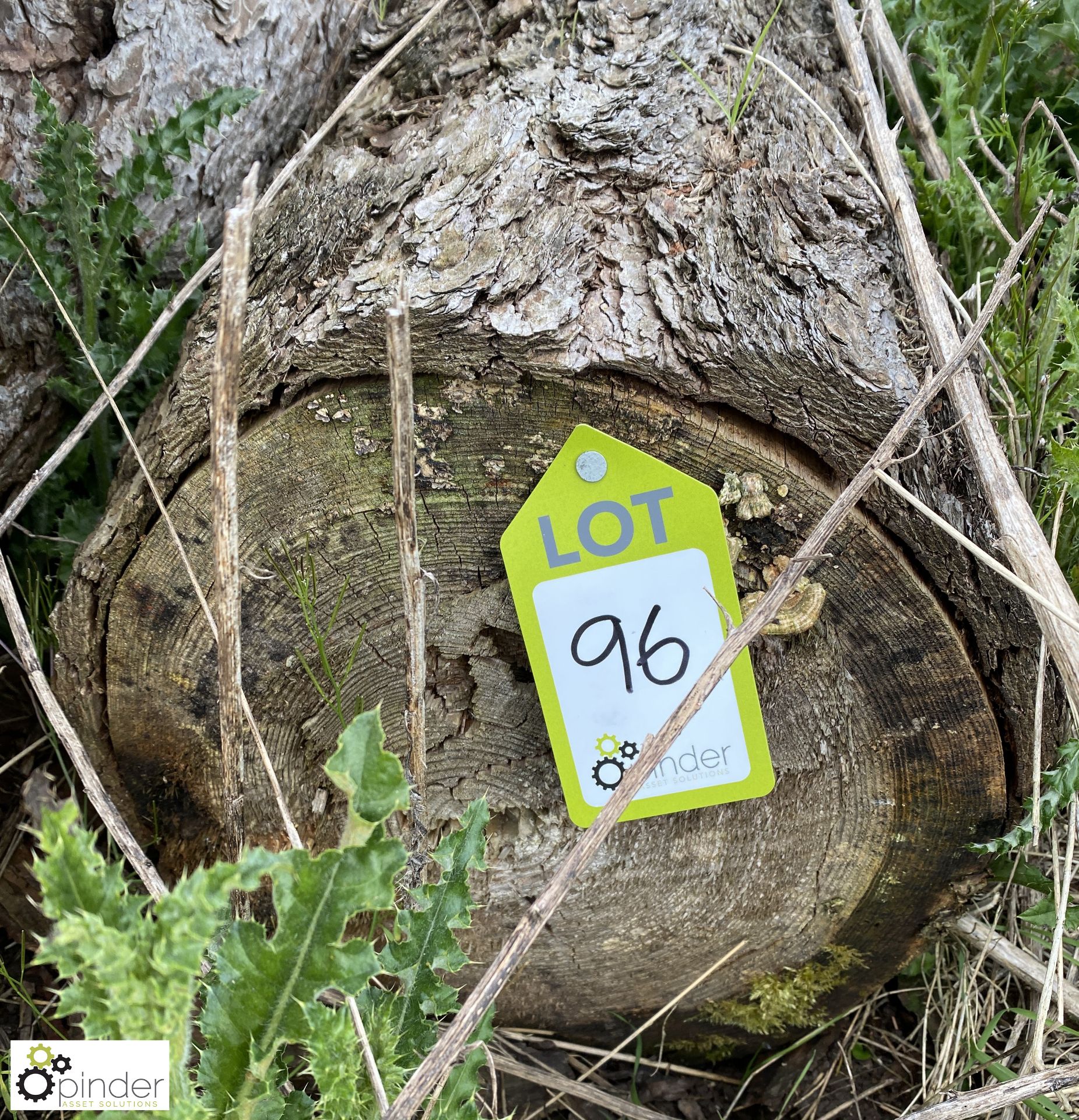 Softwood Log, approx. 10000mm x 360mm diameter